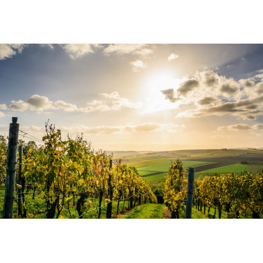 Languedoc-Roussillon Nature : Soleil, Terroir et Vins d'Exception