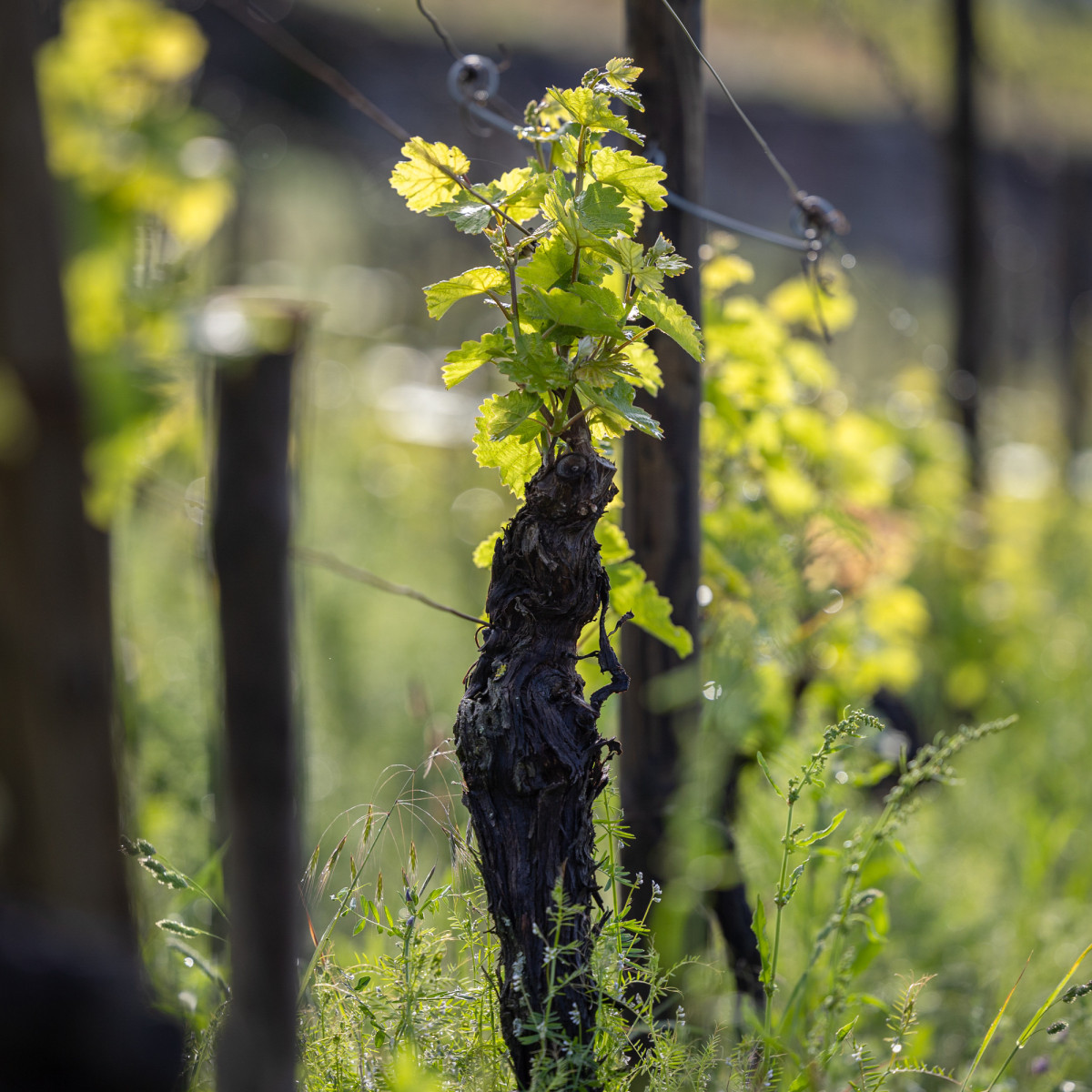 2023-05-10_336A8857-2
						                