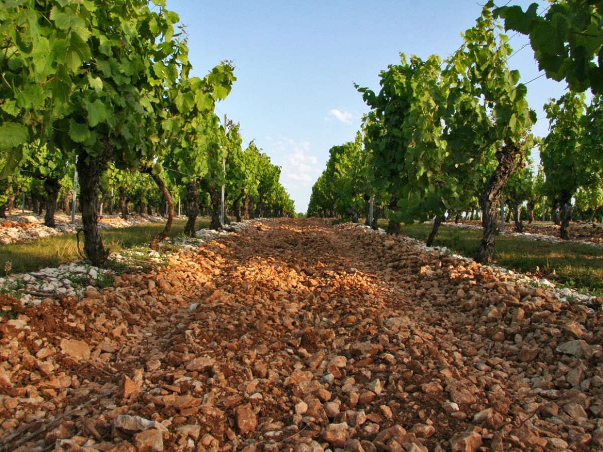 Emmanuel_Rybinsky-2018-Clos-Trokeligotte-Cahors-Sud_Ouest-46220-vignes
		                