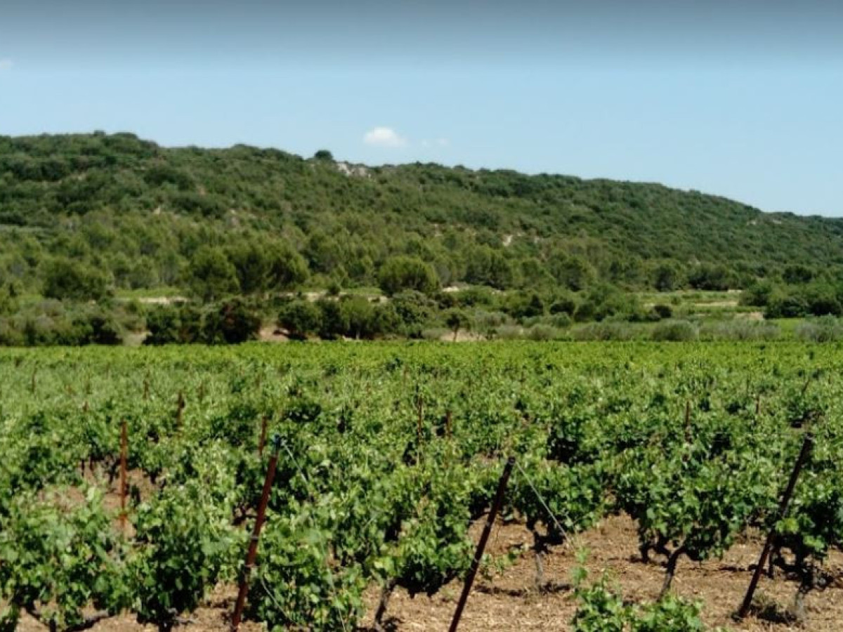 Lori-Haon-Domaine-du-petit-Oratoire-Languedoc-Roussillon-30210-Valliguieres-photo3
		                