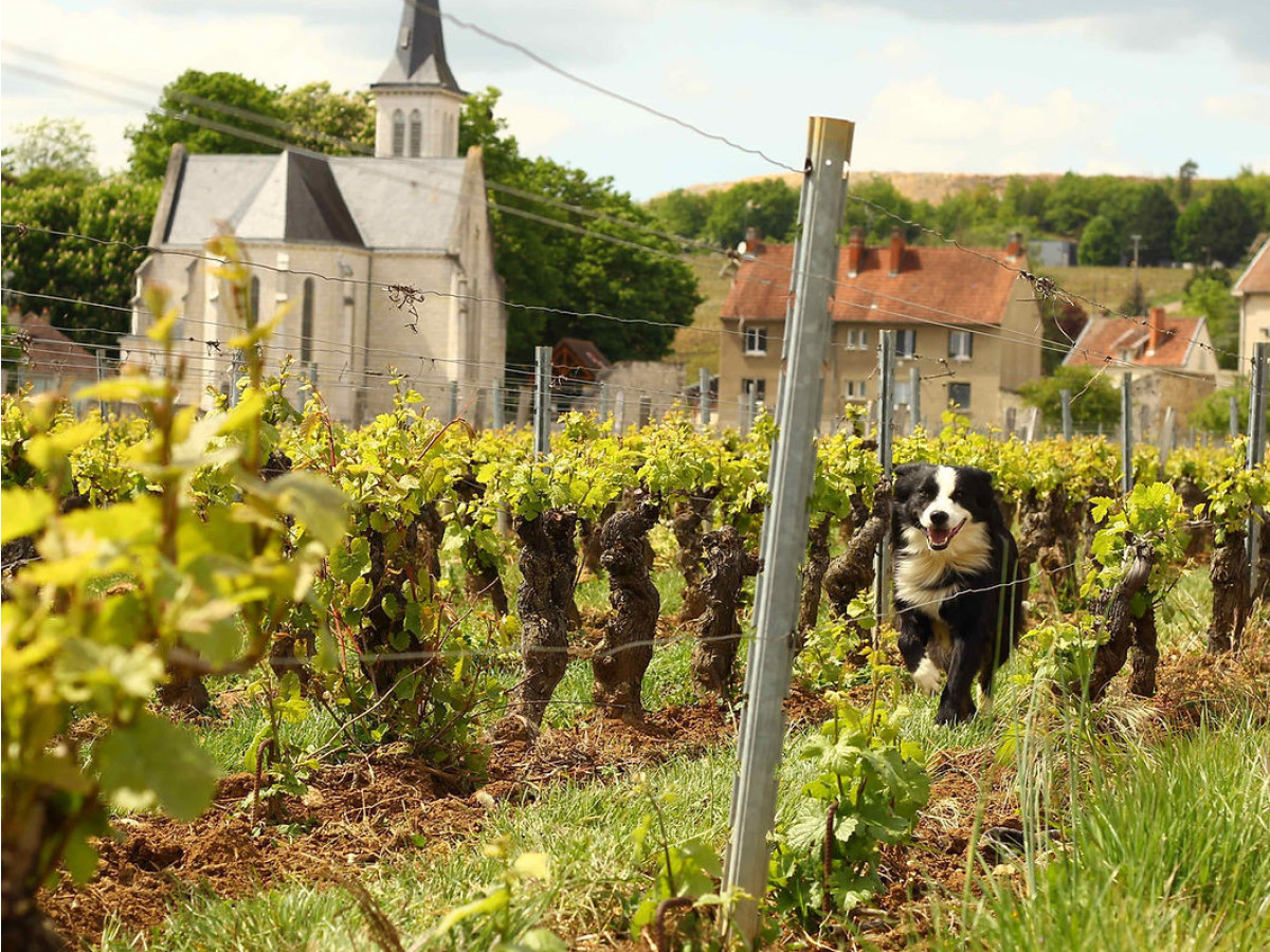 8f70c0_55e73215b2ec4d749d8fa3b87c5f7f0a~mv2_d_5184_3456_s_4_2
		                