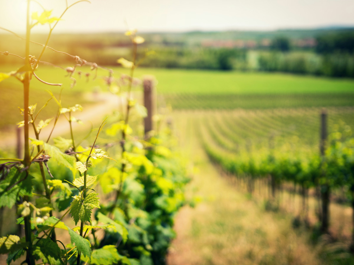 paysage vigne vin nature
		                