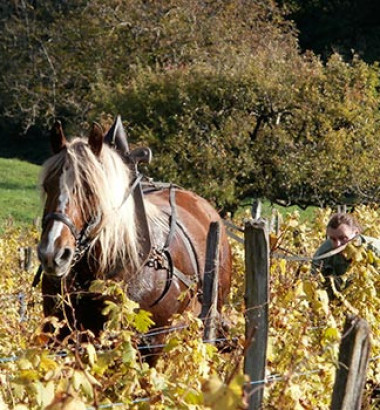 Benoit-Royer-domaine-Cibellyne-cote-du-jura-Jura-39600-Mesnay-3
															                