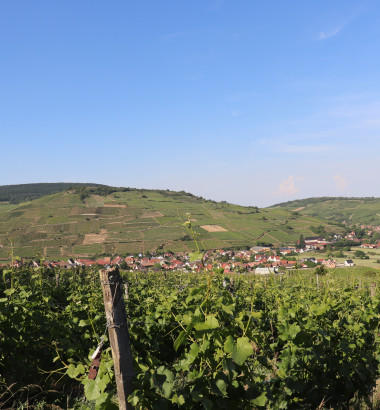 Mathieu-et-Marie-Boesch-2018-Leon-Boesch-Alsace-68250-Westhalten-photo2
															                