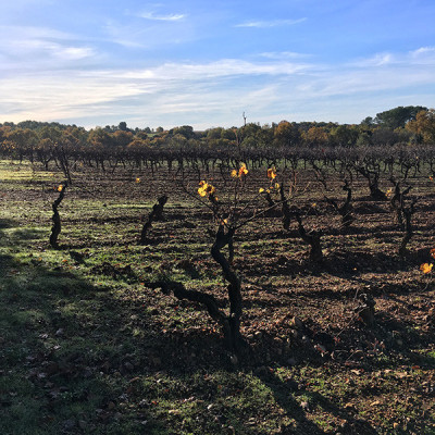 Mont-de-Marie-Thierry-Forestier-Languedoc-Roussillon30250-Souvignargues-4
				                