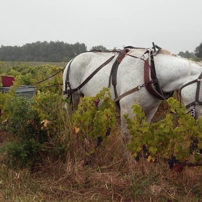 brendan-tracey-Loire-41100-Saint-Anne-photo2
				                