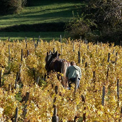 Benoit-Royer-domaine-Cibellyne-cote-du-jura-Jura-39600-Mesnay-1old
				                