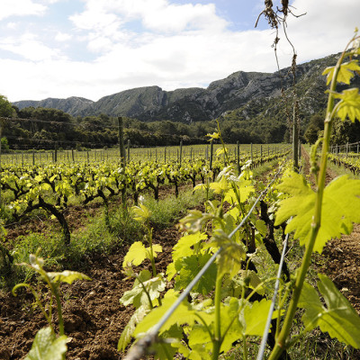 DominiqueHauvette-Alpilles-baux-de-provence-Provence-13210-SaintRemydeprovence-vigne
				                