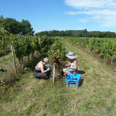 Valerie-Godelu-2015-Les-Trois-Petiotes-Vin-de-France--Bordeaux-33710-Tauriac-2-1
				                
