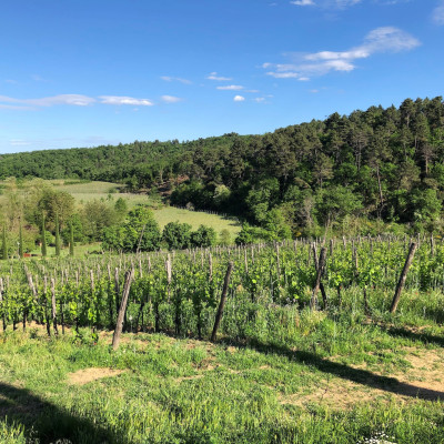 Bertrand-Habsiger-Fattoria-Di-Caspri-Toscane-Italie-52025-Montevarchi-photo2
				                