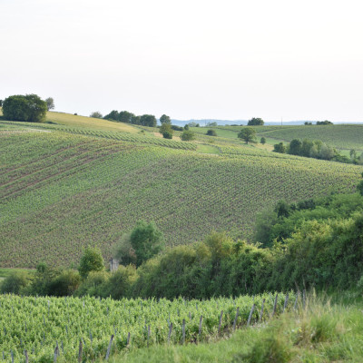 SQS_RYAN-HENRY_DK_0260-cropped
				                