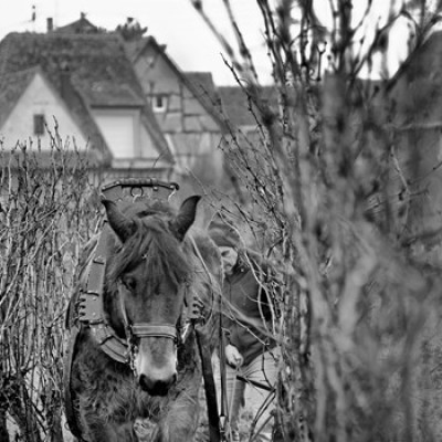 Labours-d®cembre-2016-18
				                