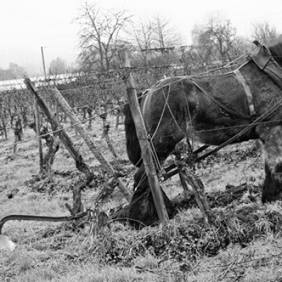 Labours-d®cembre-2016-37
				                