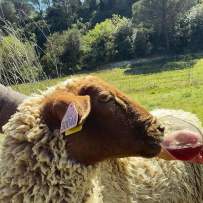 mouton domaine des quatres pierres
				                