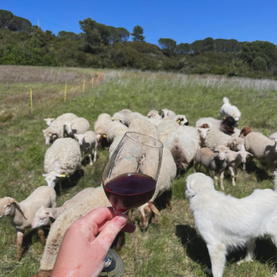 domaine quatre pierres MVN
				                