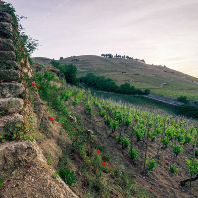 0006_hermitage_darnaud-6_WEB
				                