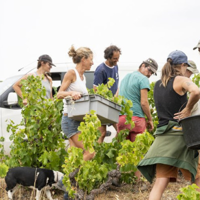 photo recolte face B
				                