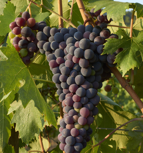 Bertrand-Habsiger-Fattoria-Di-Caspri-Toscane-Italie-52025-Montevarchi-photo4
			                