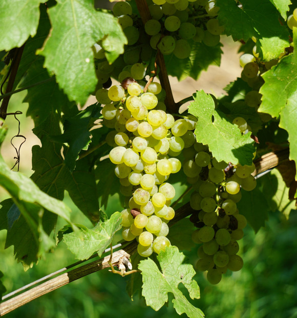 raisin blanc vigne vin nature
			                