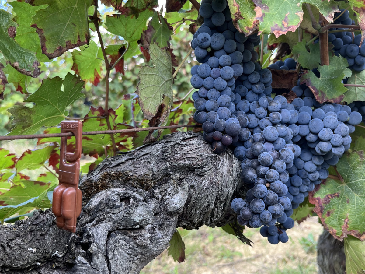 Domaine Entras - confusion sexuelle - Merlot jardin - K-Pop - 2
		                