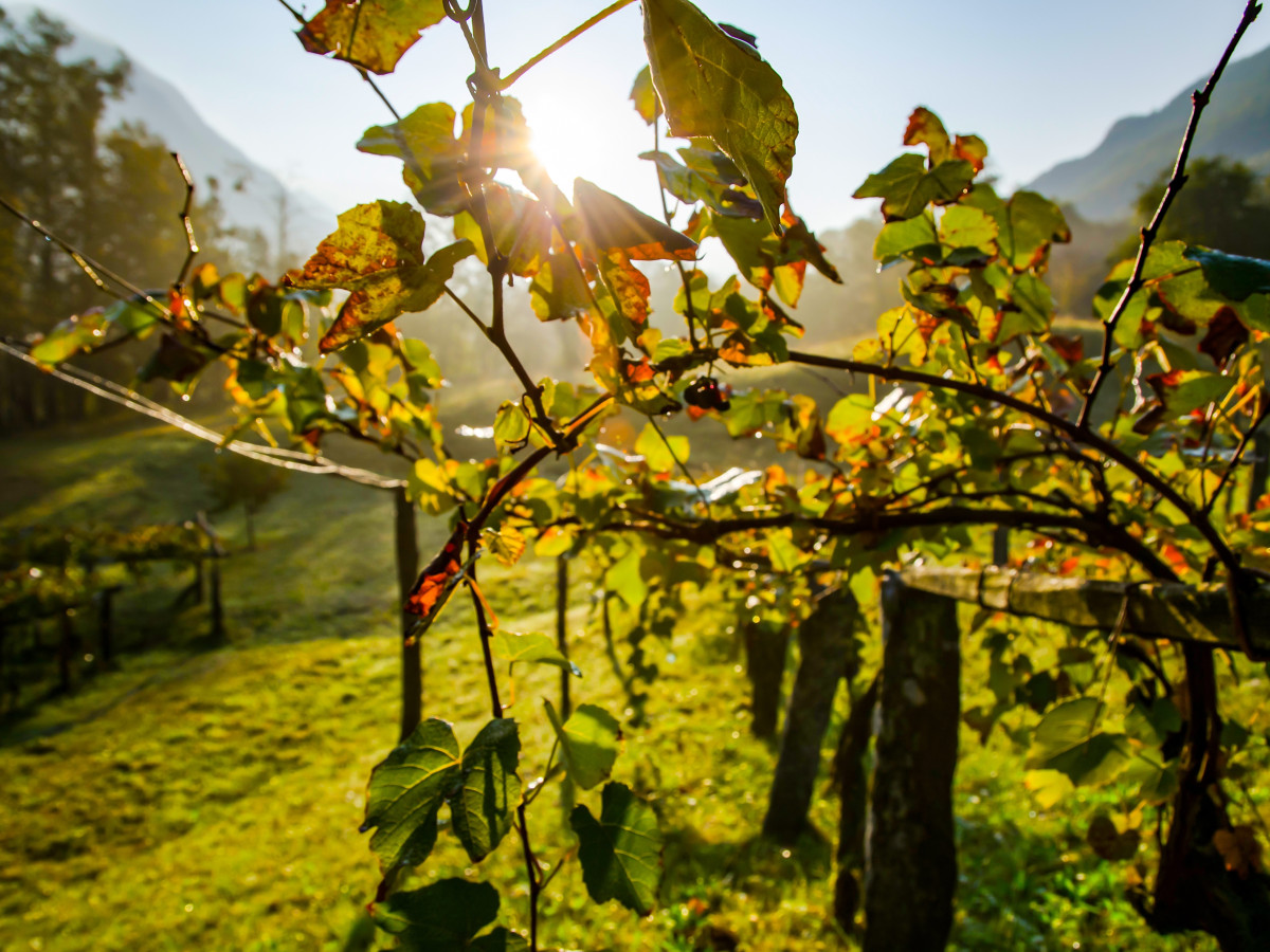 beautiful-shot-wine-field-sunlight-switzerland
		                
