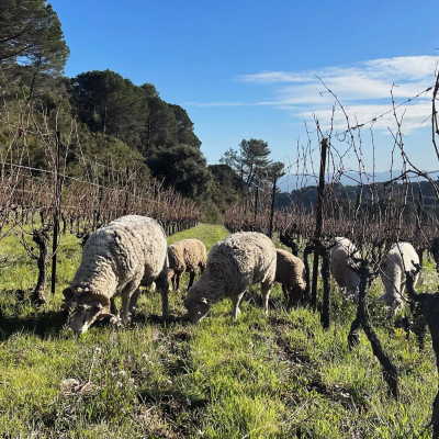 Mon vin nature domaine des quatre pierres
				                