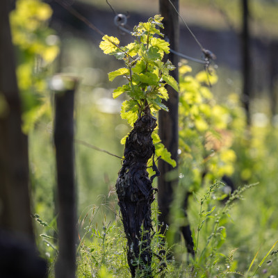 2023-05-10_336A8857-2
				                