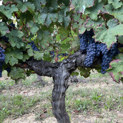 Domaine Entras - confusion sexuelle - Merlot jardin - K-Pop - 1
				                