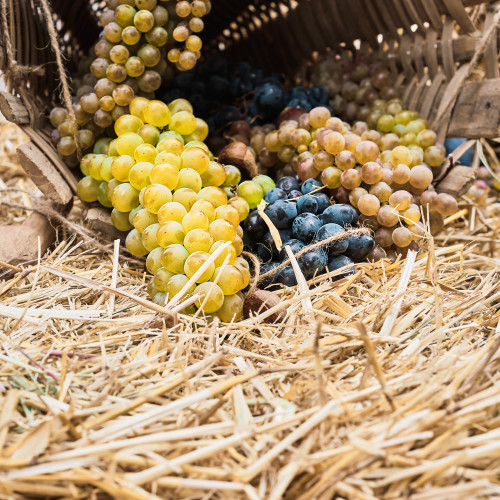 grapes-basket-lie-straw-selective-focus-harvest-season-young-wine-preparation-ecological-products
													                
