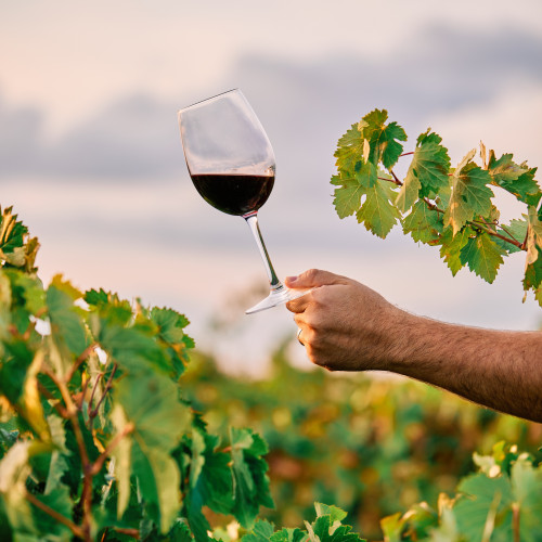 vertical-shot-person-holding-glass-wine-vineyard-sunlight
					                