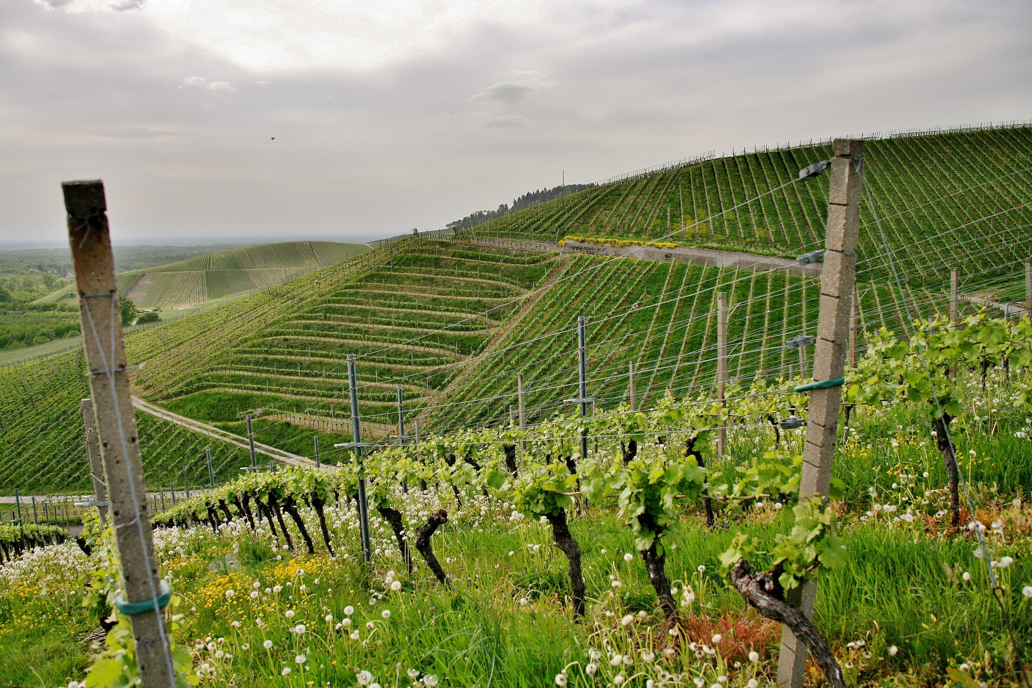beautiful-shot-hilly-green-vineyards-cloudy-sky-town-kappelrodeck